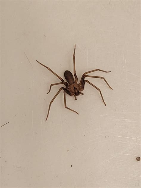 Brown Recluse West Tennessee Spiders