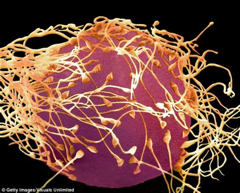 Eggs Choose Sperm With The Best Genes During Fertilisation Daily Mail