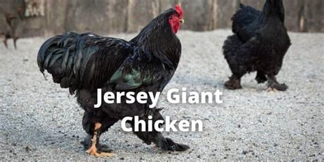 Jersey Giant Chicken Breed Guide Facts Size Eggs Pictures