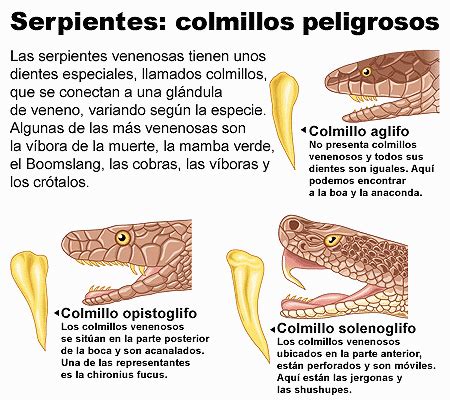 Serpientes Colmillos Peligrosos Icarito