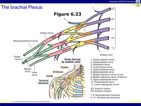 Brachial Plexus Diagram Quizlet