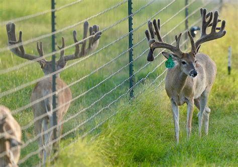 M3 Whitetailsmy Kodak And The Bigger Boys Pen Deer Breeder In Texas