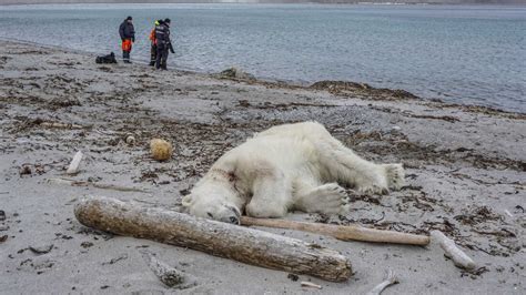 Polar Bear Shot And Killed In An Act Of Self Defense Cruise Ship