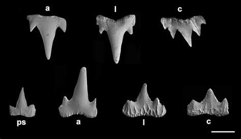 Scyliorhinus Retifer Shark References