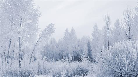 Snowy Forest Wallpapers Wallpaper Cave