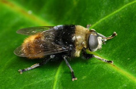 Some narcissus species have become extinct, while others are threatened by increasing urbanisation and. Large Narcissus Fly (Merodon equestris) | Originally ...