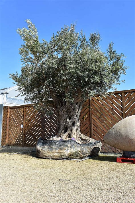 Ancient Xl Large Trunk Olive Tree Olive Grove Oundle