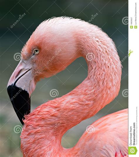 Pink Flamingo Portrait Stock Image Image Of Outdoor 19829557