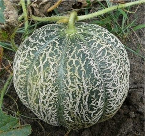 Its flesh is succulent, velvety and sweet. 1000+ images about Melons & Squashes on Pinterest | Squash ...
