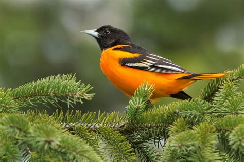 9 Types Of Orioles In North America Id Guide With Facts Chart And