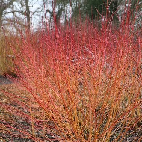 Cornus sanguinea 'midwinter fire' will grow in most soil conditions in full sun or partial shade. Buy dogwood Cornus sanguinea 'Midwinter Fire'