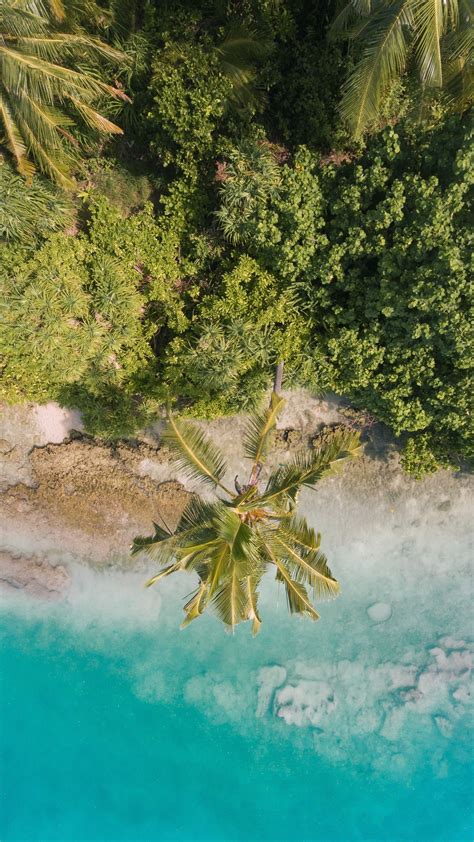 Download Wallpaper 1440x2560 Beach Palm Trees Aerial View Vegetation