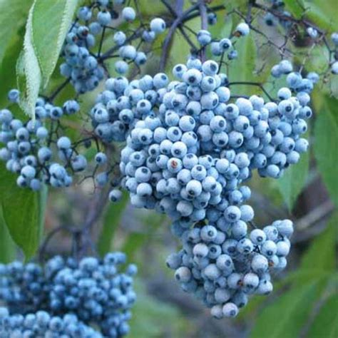 Sambucus Cerulea 50 Seeds Blue Elderberry