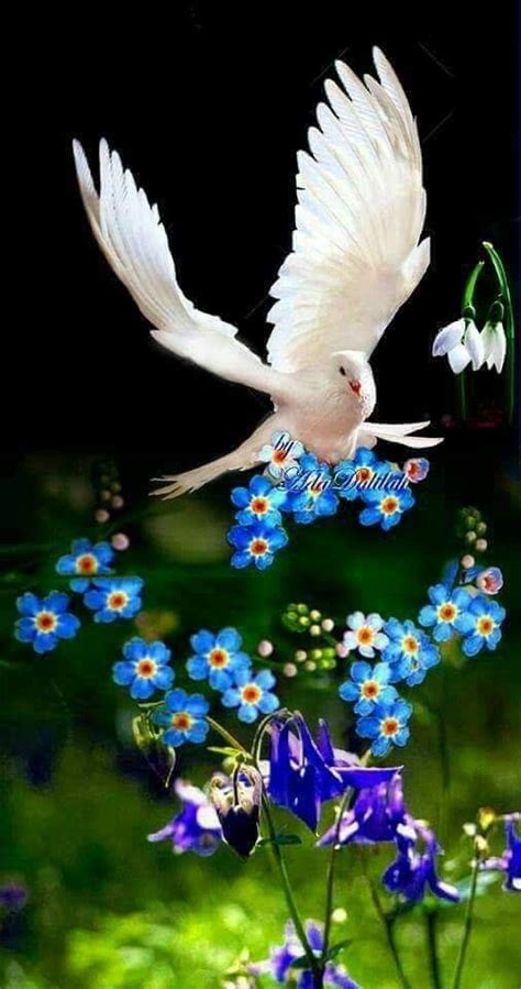Pin By Ana Rebeca Sanchez On Doves Are Beautiful Pretty Birds Dove