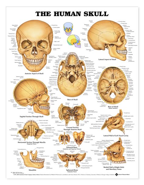 The Human Skull Labelled Anatomy Study Body Anatomy Anatomy Drawing