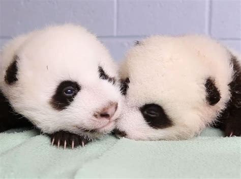 Watch Panda Twins Grow Up In Time Lapse Video