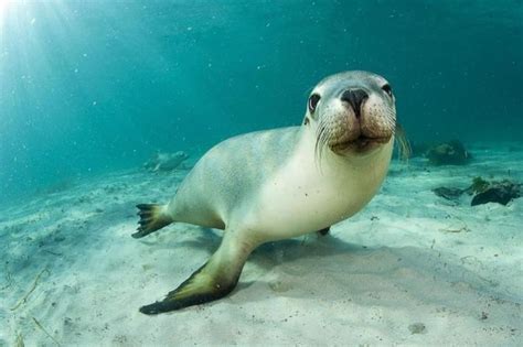 australian sea lion alchetron the free social encyclopedia