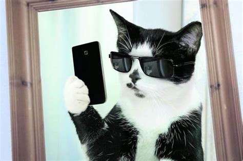Cat Selfie Calandar Has These Moggies Showing Off Their