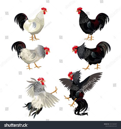 Rooster Set Cocks Fighting Vector Illustration Stock Vector Royalty Free 1051569287 Shutterstock