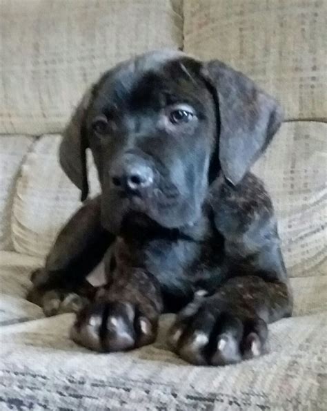 We are cane corso breeders out of akron ohio that produce top quality, champion bloodline. Cane Corso Puppies For Sale | Dayton, OH #267353 | Petzlover