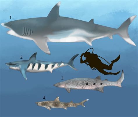 Discovery Of Fossils In Kentucky Cave Unveils Identification Of Two New Ancient Shark Species