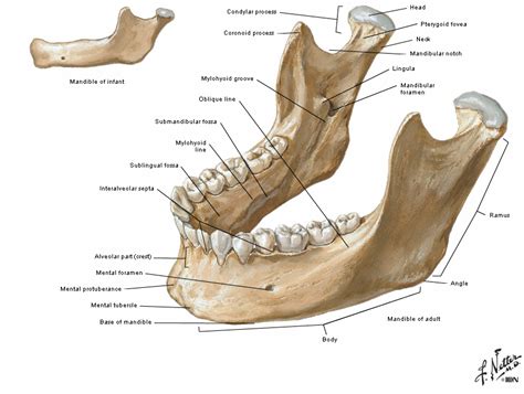 Skeleton anatomy human skeletal system anatomical arm biology body bone bones chest death drawing elbow femur finger flat foot forearm frontal graphic hand head hip illustration image isolated labeled leg legs man medical medicine men neck pelvis people rib ribs science scientific shape. The mandible is a U-shaped bone. It is the only mobile ...