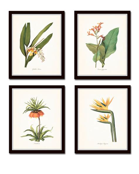 Tropical Botanicals Print Set No 5 Giclee Art Prints