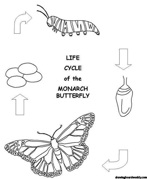 Butterfly Life Cycle Coloring Page - Drawing Board Weekly