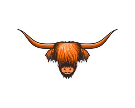 Best Highland Cattle Illustrations Royalty Free Vector