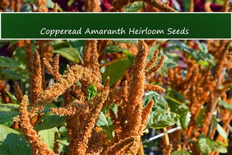 Flower Seeds Copperhead Amaranth 100 Heirloom Seeds Amaranthus Caudatus