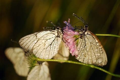 Monarch butterflies are sometimes called milkweed butterflies because of their symbiotic relationship with milkweed. Besides nectar, what do butterflies eat? | What do ...