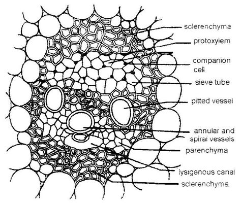 Main Tissue Of Vascular Bundle In Plant