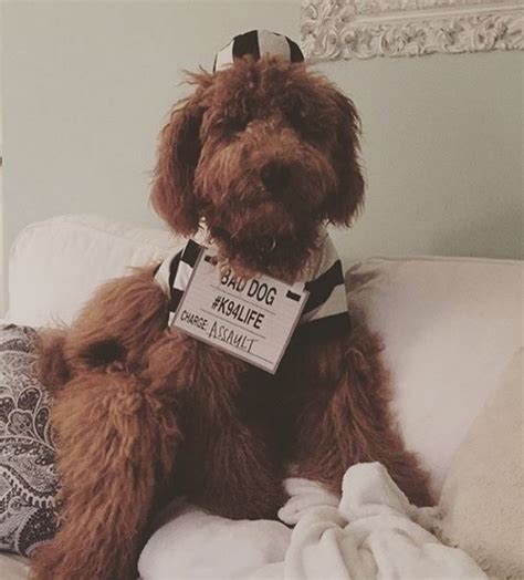 Use the following search parameters to narrow your results goldendoodles. 14 Goldendoodle Halloween Costumes 2019 | PetPress