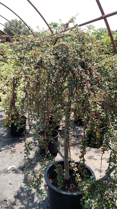 Buy cotoneaster 'hybridus pendulus' standard cotoneaster: Cotoneaster standard | Plants, Cotoneaster, Garden
