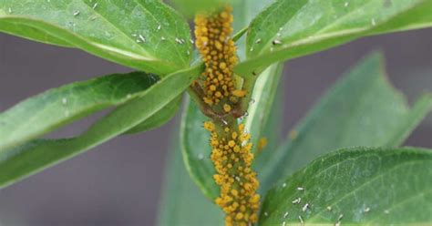 Jun 21, 2020 · a strong spray of water from a hose will knock many of the aphids off the plant, and they won't be able to return. Are Aphids on Milkweed Really a Bad Thing?