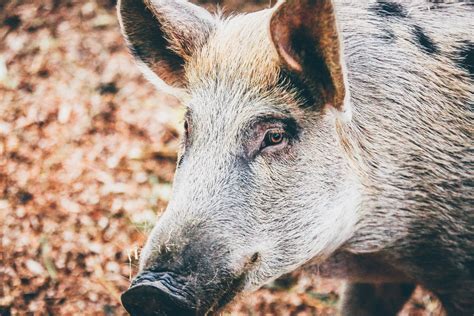 무료 이미지 야생 생물 동물 상 닫다 수퇘지 머리 척골가 있는 야생 멧돼지 국내 돼지 포유 동물과 같은 돼지