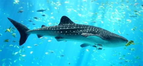 Son capaces de detectar cambios de presión en el agua, así como movimientos de otros animales a grandes distancias. Que Come El Tiburon Ballena? - Donde Viven, Como Nacen
