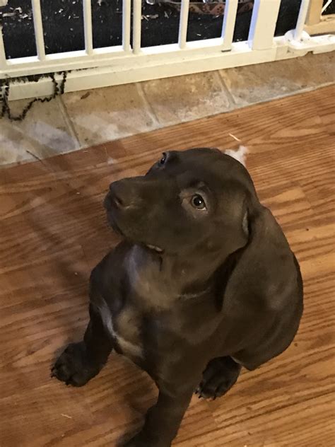 The german shorthaired pointer is a healthy dog breed. German Shorthaired Pointer Puppies For Sale | Lisbon, ME ...