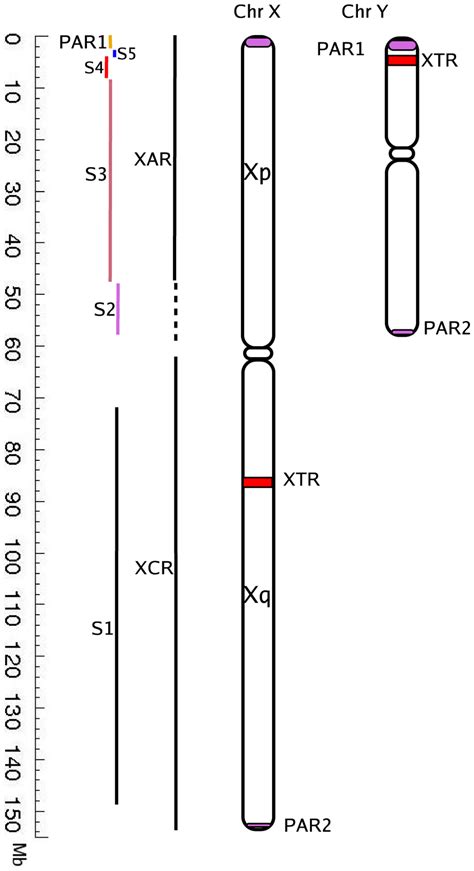 Schematic Representation Of Human Sex Chromosomes The Evolutionary Download Scientific Diagram