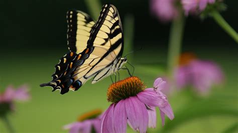 mariposas imagenes en  fotosdelanaturalezaes