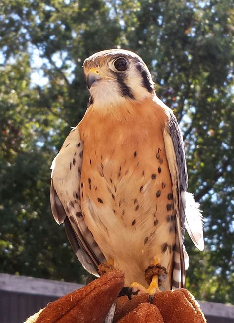 Кери рассел, мэттью риз, кейдрич селлати и др. American kestrel - Lindsay Wildlife Experience