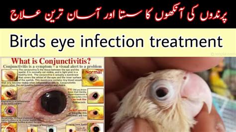 Birds Eye Infection Treatment L Birds Eye Problems Medicine L Welcome