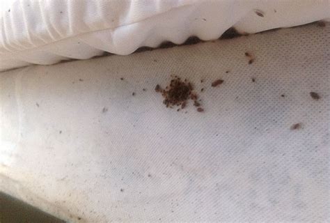 6 Alarming Signs Of Bed Bugs That You Should Never Ignore · The Wow Decor