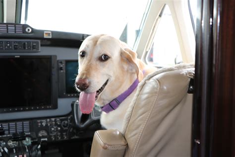 Dogs Flying Planes Meet Bria The Canine Co Pilot