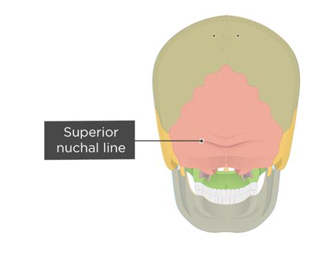 Occipital Bone Superior Nuchal Line