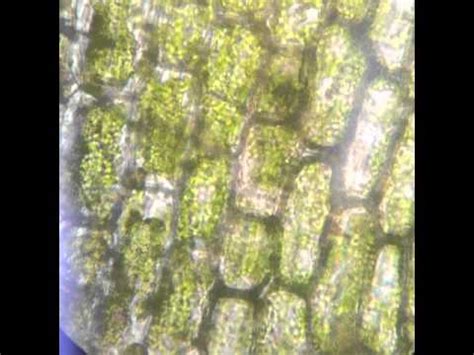 When plant cells are kept in a hypertonic solution (i.e., a solution more concentrated than the plant cell sap) they lose water due to the process of exosmosis. Osmosis and Plasmolysis In Elodea Cells