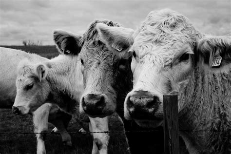 Free Images Landscape Black And White Field Farm