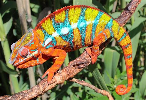 Maybe you would like to learn more about one of these? Ambilobe,Ambanja and Nosy be Panther Chameleons for sale ...