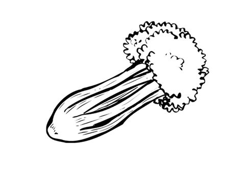 Depending on location and cultivar, either its stalks, leaves, or hypocotyl are eaten and used in cooking. Coloring Page celery - free printable coloring pages - Img ...