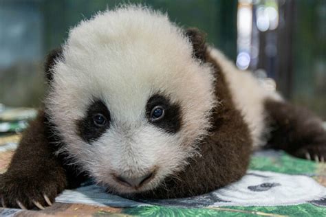 Meet Xiao Qi Ji National Zoo Names 3 Month Old Panda Cub Wtop News